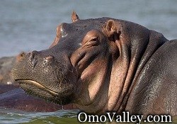 Hippo in Lake Chamo, Ethiopia